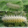 mel triv fascelis larva3 volg2